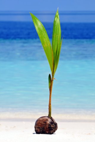 a coconut sprouts on the beach